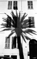 Ombre de palmier